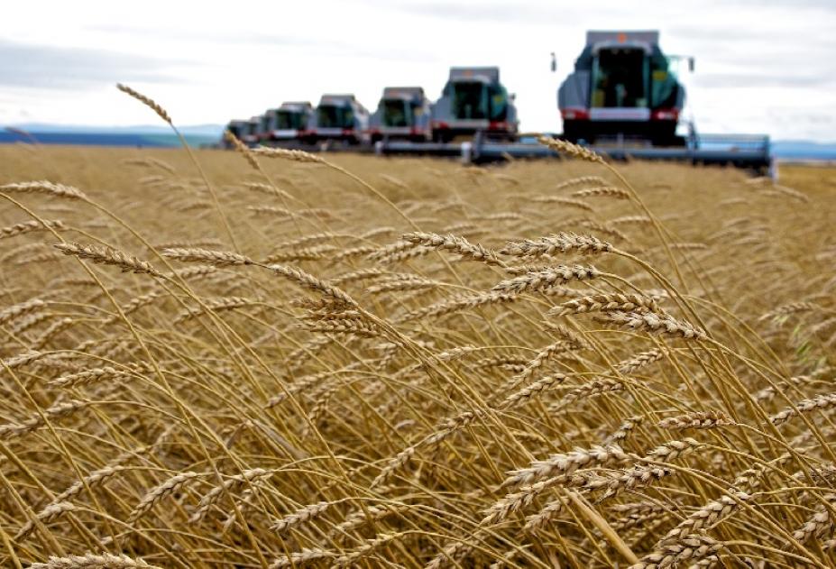 Египет возобновил закупки российской пшеницы